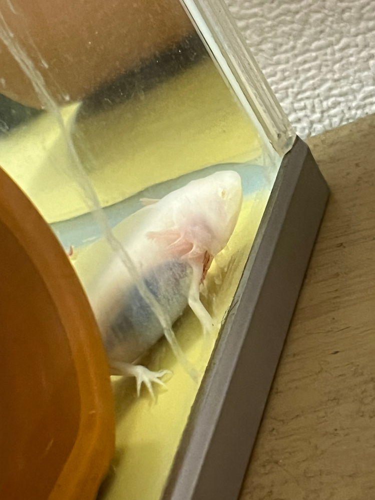 ウーパールーパーについてお聞きしたいのですが 横のエラの部分?からあげた餌の赤虫が出てきてます 食べさせ過ぎなのでしょうか 顔の前に赤虫を持って行って、食いつかなくなるまであげてるのですが、どうしたらいいでしょうか