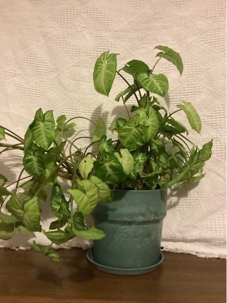 シンゴニウムピクシーのお手入れについて質問です。調べると春に植え替え、生育期に剪定するのがいいとありましたが写真の通りひどい状態になってしまいました。春になるまでできることはありますか？ 春まで時間があるので心配です。詳しい方がいたら回答よろしくお願いします。