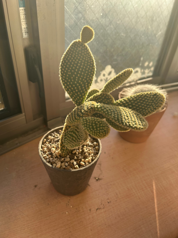 農業用一輪車にいっぱいの量の カットしたうちわサボテンです❣️ que-11309128901?w=999&h=999&up