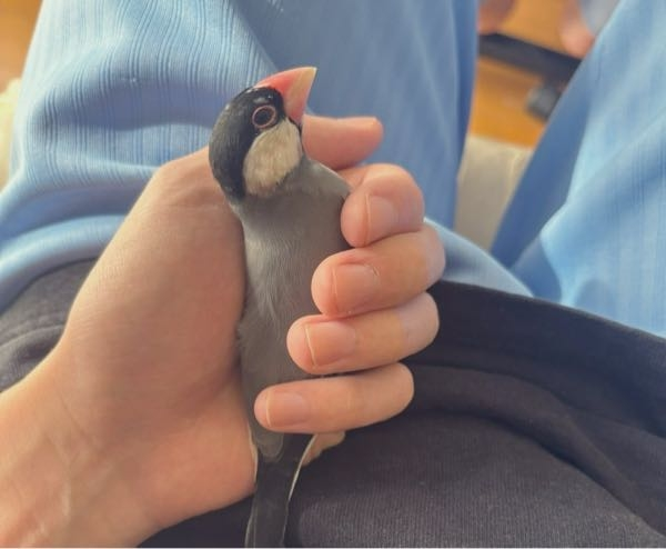 生後3ヶ月半の文鳥を年末に飼い始めたのですが、2日前くらいから自分から手に乗ってくれて指の間を甘噛みしてくれたり、 トイレから帰ると泣いてゲージに張り付いたり名前呼ぶと泣いたりしてくれるのですが懐かれてますか？それともストレスが溜まってて外に出して欲しいんでしょうか？