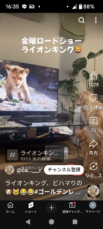 犬はライオンキングって映画を食い入るように見てますが犬は、どのように思って見てるんですか？