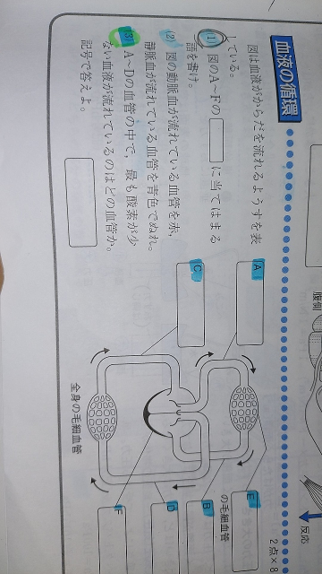 この問題の問3が、答えがAなのですが、なぜ肺動脈が最も酸素が少ないのでしょうか？ 心臓から出ていくもんだから一番多いのだと思ってしまいなかなか解決出来ないので誰か解説をお願いします、、、