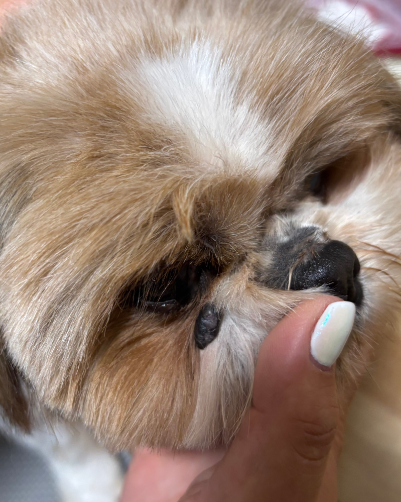 先日、保護犬を引き取りました。 今までも犬を飼っていたことがあるのですが、 初めてのケースでわからないため質問させて頂きました、、、 写真の様に、目の下に大きなホクロのようなイボの様なものがありました。 わかる方がいたら教えて頂きたいです。 ダニでしょうか？それとも皮膚ガンなどでしょうか。 お願いします。