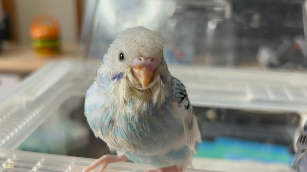 セキセイインコの性別について質問です。 こちらの生後1ヶ月のインコの性別について教えてください