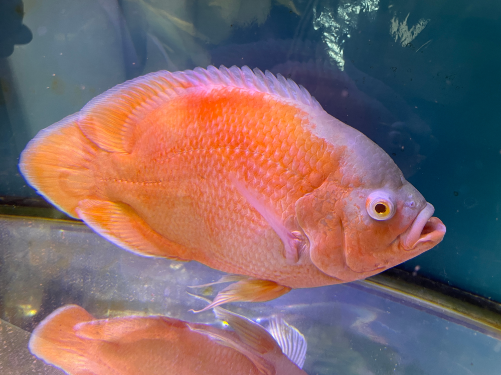 熱帯魚 オスカーについて アルビノオスカーを飼育しておりますが、オスカーの糞を見た事がありません。 今まで、気にした事も無かったです。 最近になり、オスカーの糞を見た事が無いために今更ながら不思議を感じております。 お分かりになられる方、ご教授ください。 どうぞ、宜しくお願い致します。 飼育環境 オスカー年齢、4年 体長、45cm程度 餌、1日1回 人工飼料カーニバル、10粒位 鶏肉ササミ、一切れ、3cm×2cm程度 1匹飼育、混泳無し 90cm水槽、上部フィルター、ベアタンク 水換え、3日に1回、2/3程度 になります。 どうぞ、宜しくお願い致します。