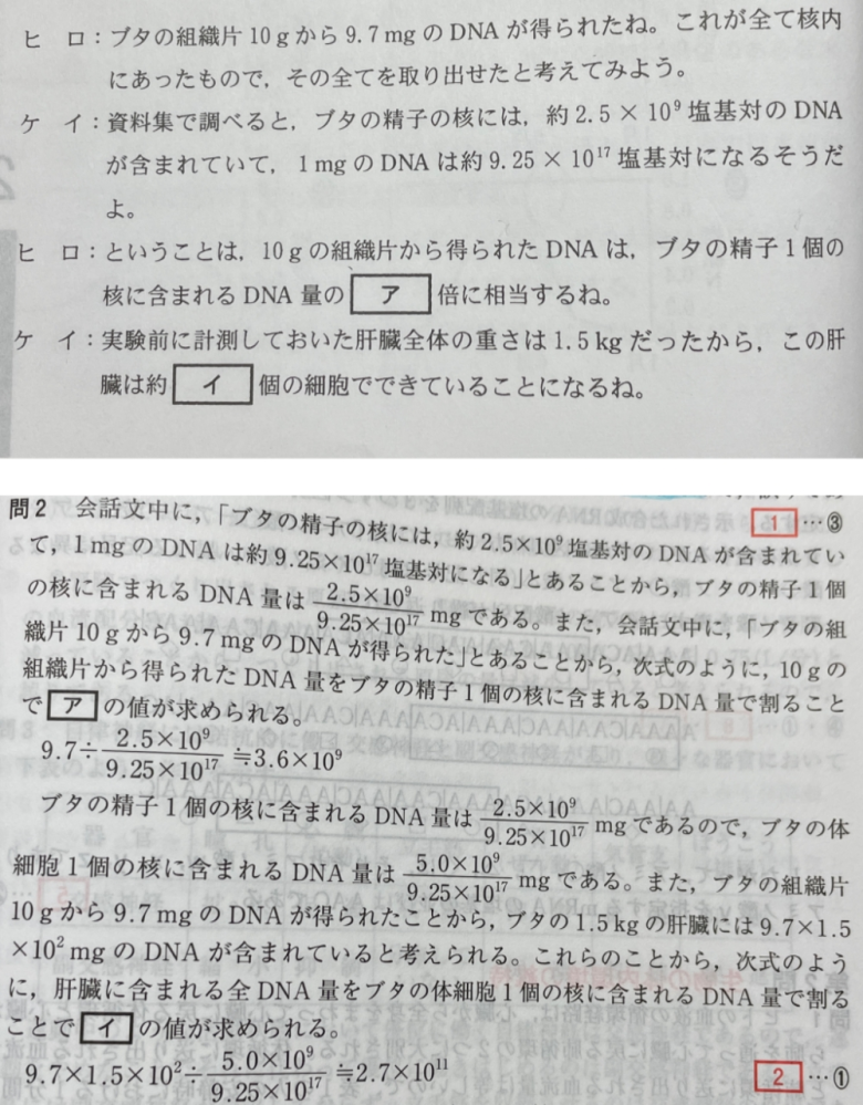 高校生物、DNA量に関する質問です。（共通テスト2023年度 追試験 生物基礎より） 解説文に、「ブタの精子の核には、約2.5✕10^9塩基対のDNAが含まれていて、 1mgのDNAは約9.25✕10^17 塩基対になる」とあることから、ブタの精子1個の核に含まれるDNA量は2.5✕10^9/9.25x10^17 mg」とありますが、意味が分かりません。 9.25x10^17 mgで割ってしまったら1mgあたりのDNA量が出るだけで核一個あたりのDNA量は出せないと思うのですが、どう考えればいいのでしょうか。