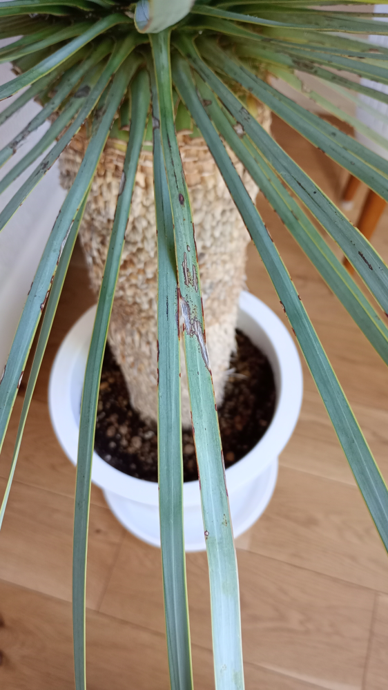 ユッカロストラータで最近地植えした幹立ちした株なのですが写真のよ