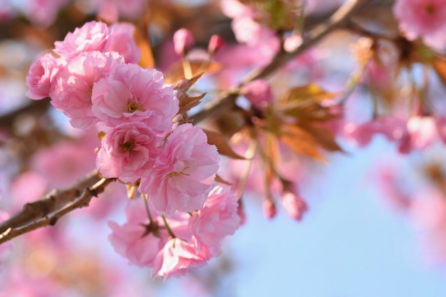 「桜」からイメージするものは何ですか？ 宇多田ヒカル「桜流し」 https://youtu.be/5GUHzOvKG8g?si=UaihRnjkJSlRORUQ 桜文鳥でもお団子でもご自由にお願い します。