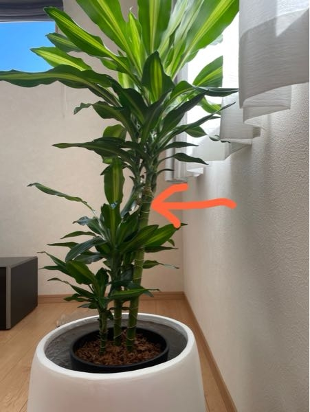 観葉植物が、斜めに埋まっているのが気になっております。 このまま成長して、今よりもっと斜め具合がひどくなるものですか？ 歪んでいるのがすごく気になって、まっすぐにしたいのですが… それから、傷が入った葉や枯れてる部分や穴のあいた葉などは、そのままにしておいて大丈夫ですか？ 観葉植物に詳しくないので、アドバイスをお願いします。 ちなみに、これは ドラセナジェレで合ってますか？