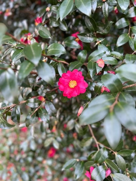 この花の名前はなんですか？