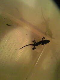 トカゲの赤ちゃん を拾いました ベランダで見にくいですが画 Yahoo 知恵袋