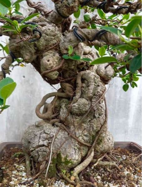 ネット通販で見たガジュマルです。こんな感じで塊根をボコボコに育てる