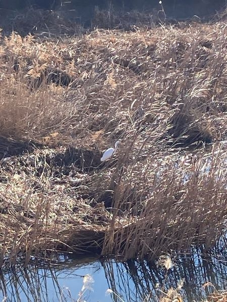 この鳥の名前はなんでしょうか？河原によく居ます