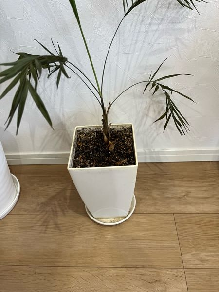 観葉植物について質問です。 テーブルヤシの葉っぱがしおれて弱ってしまったのですが、どうやら根詰まりをしていて調べると鉢の大きさを大きくして植え替えするといいと書いてあったのですが今の鉢の大きさで育てたい場合はどうしたら良いのでしょうか？