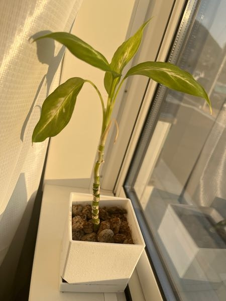 観葉植物が、緑から黄緑っぽくなってきました。 - 葉っぱもいくつか