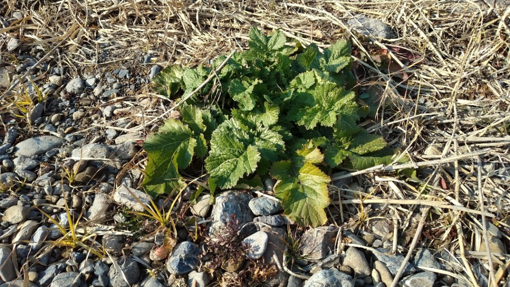 河原によく生えている この草は何というのでしょうか？ 食べれますかね？ 美味しいでしょうか？