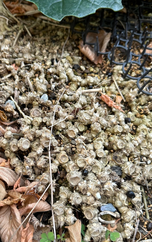 庭に生えていたのですが、この植物の名前は何ですか？