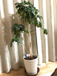 コーヒーの木の下の葉が落ちてしまいます。
写真にある、1mほど（鉢の下～木の頂点までの長さ）のコーヒーの木についてです。
10年ほど育てています。 鉢増しは2年前くらいに、やや大き目の鉢に植え変えました。
根詰まりを起こすほどの成長はしていないと思っています。
家族が育てているのですが、やや水をあげすぎな傾向にあります。

以前は下の方にも緑の葉が茂りバランスがよかったのですが、...