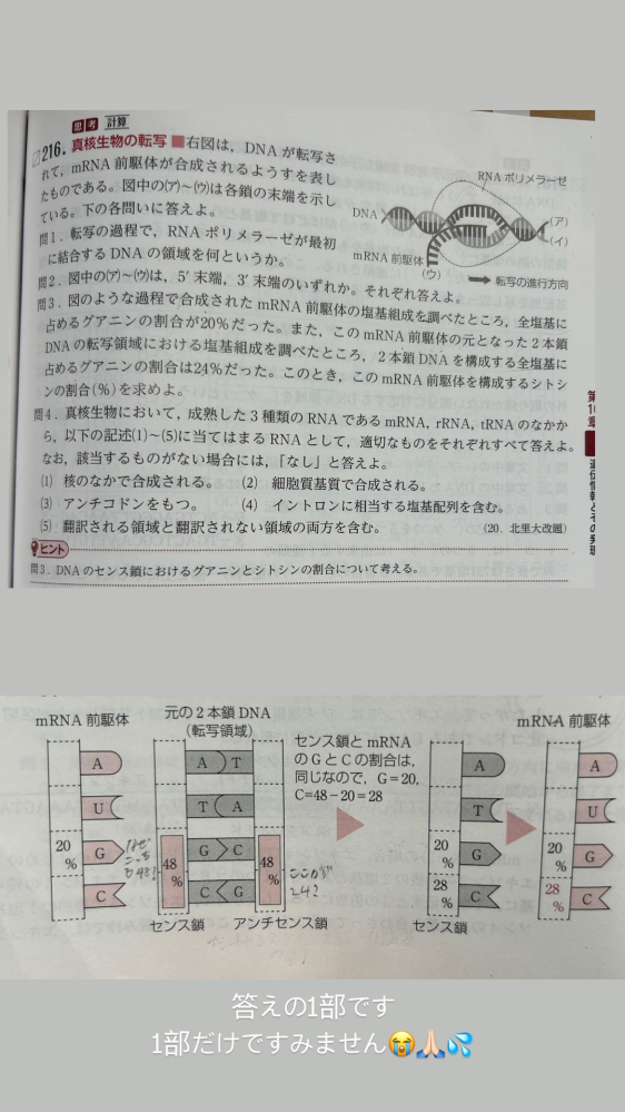 この問3を教えてください！！！ 答えは28%になります また、この2本鎖DNAを構造する全塩基に占めるGの割合が24%とはどういうことを意味するのですか？？？アンチセンス鎖の割合なのですか？？ なぜセンス鎖はアンチセンス鎖とGとＣの合計の割合は同じなのに、GとＣを別で見ると割合が違うのですか？