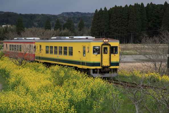 菜の花に似合う電車といえば何でしょうか。