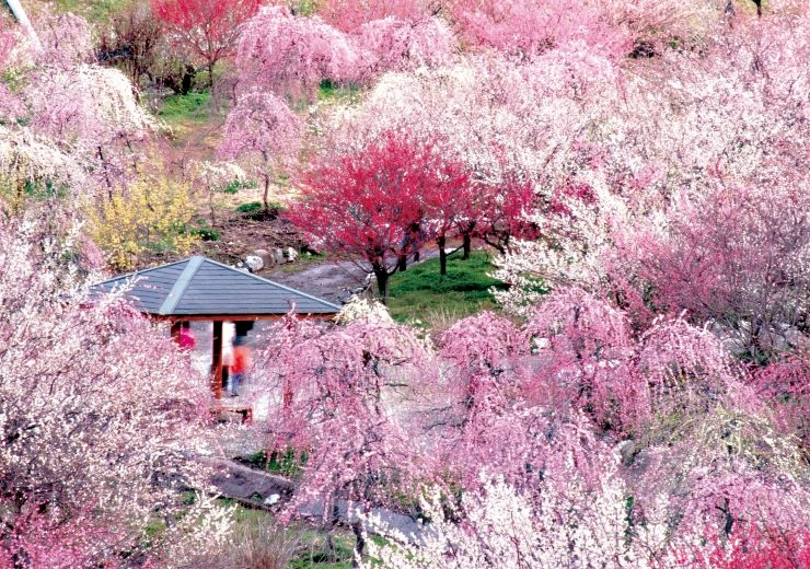 三重県の梅林公園のような梅が見どころの公園や観光地を教えて下さい。