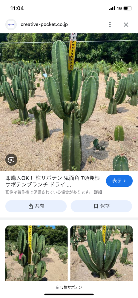 ちっちゃな新芽出ています。サボテン・ブランチ仕立て園芸ネット