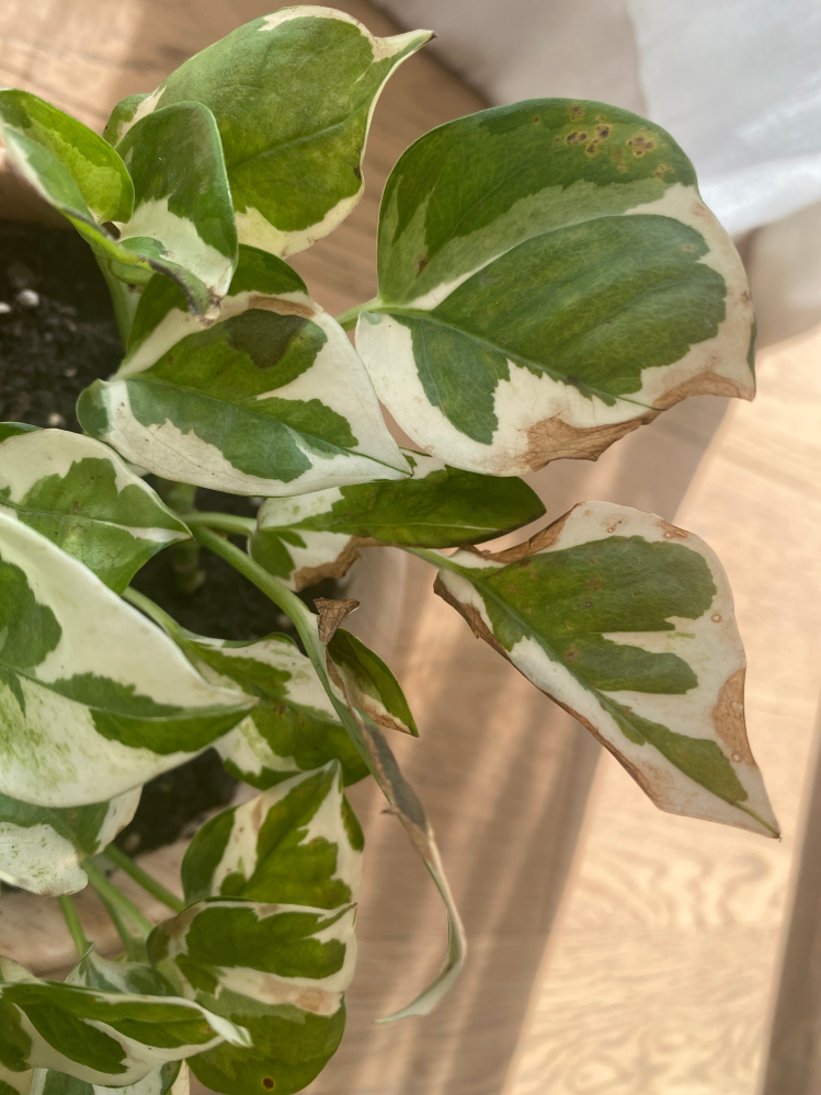 大きくなりすぎた観葉植物 - って、皆さんどうしてますか？うちでは大 - Yahoo!知恵袋