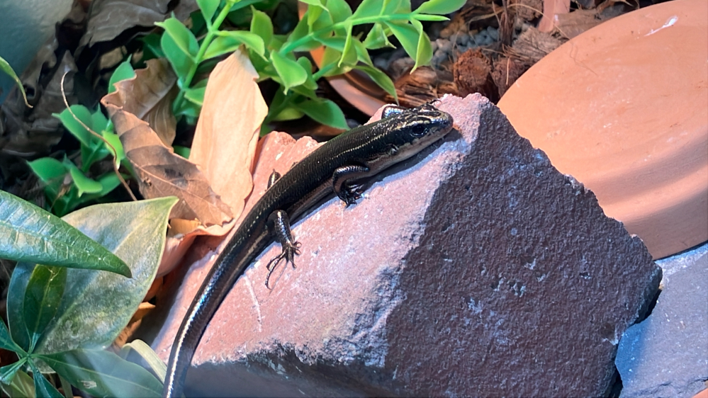 私は高校生です。小さい頃から生き物特に爬虫類が好きでした。 ずっとニホントカゲかカナヘビを飼いたいと思っていて、知り合いの方に「生まれすぎて困ってるから貰ってくれないか」と言われ運命かもしれないと思いニホントカゲを飼い始めました。もう半年以上飼育してます。 今日そのトカゲが脱走しました。水槽内にあった植物を伝って逃げたようです。幸いにもすぐに見つけて水槽に戻したのですが、水槽に閉じ込めて飼育してるのは私の自分勝手でしかないと思ったら悲しくなりました…… この子を頂いた知り合いの家で生まれたトカゲはみんな死んでしまったらしいです。私の家に来たからこそ元気に今日も生きてるんだと思う反面、トカゲからしたらこんな水槽なんかじゃなく外の世界の方がいいんだろうなとも思います。 もちろん生まれたてから飼育してるので外に逃がしても生きてけないと思います。逃がすつもりはありません。最後まで飼育するつもりですがトカゲに申し訳なく思います。 爬虫類飼ってる方は自分の子に申し訳なく思ったりしますか？どう考えればいいのでしょうか。