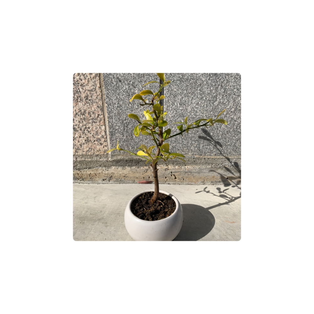 キンズの盆栽についてお尋ねします。5年前ほどにワークショップで