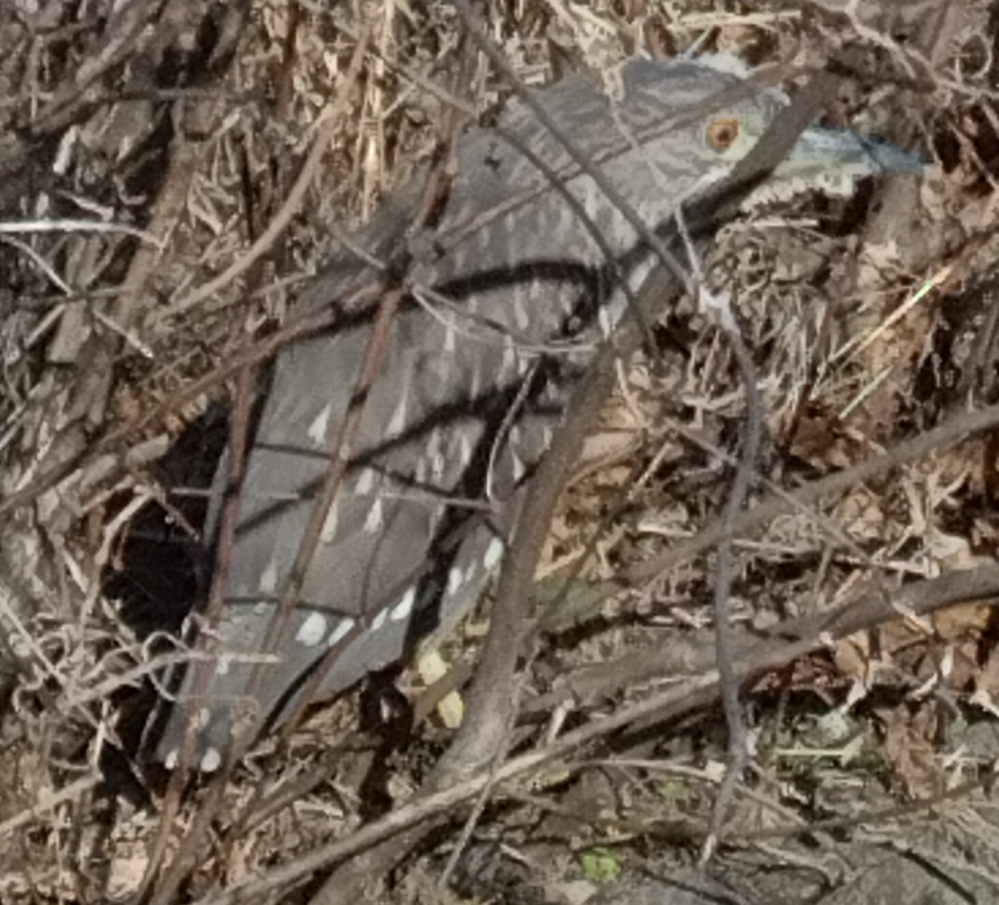 この鳥の名前教えてください。