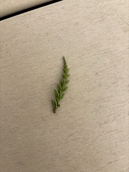 植物に詳しい方教えてください。 庭の芝にこの様な草が生えていました。 これは雑草でしょうか？