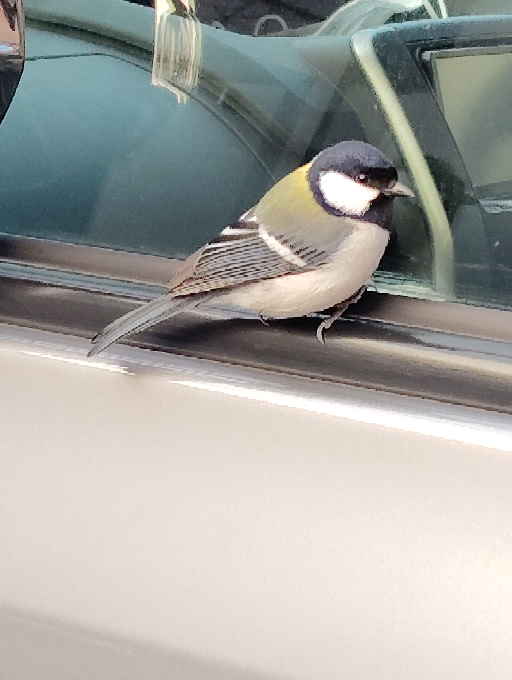 鳥が飛んできて車にとまりました この鳥の名前は何でしょうか？