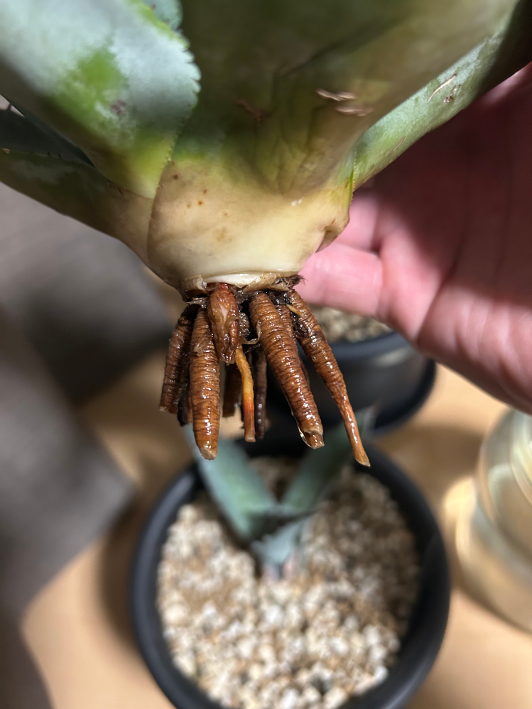 アガベエボリスピナの発根管理について質問です。8月14日に購入し