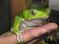 カエルの種類についてとあるサイトを見ていたら可愛いカエルを見つけたのです Yahoo 知恵袋