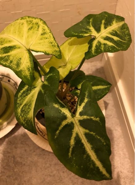 この観葉植物の名前を教えてください。 数ヶ月前に買ったウチの観葉植物なのですが、 今では愛しい存在になりました。 名前を知りたいです。