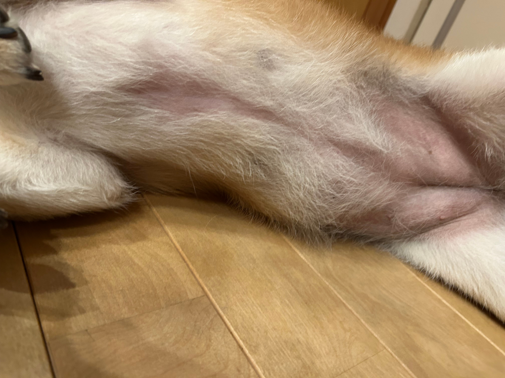 最近柴犬のお腹の毛が薄くなってきてます 皮膚病の可能性ありますかね？ 真ん中のとこです