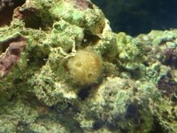 北海道で購入したまりもを10年育ててるのですが水換えをして日に当てたらコケの Yahoo 知恵袋