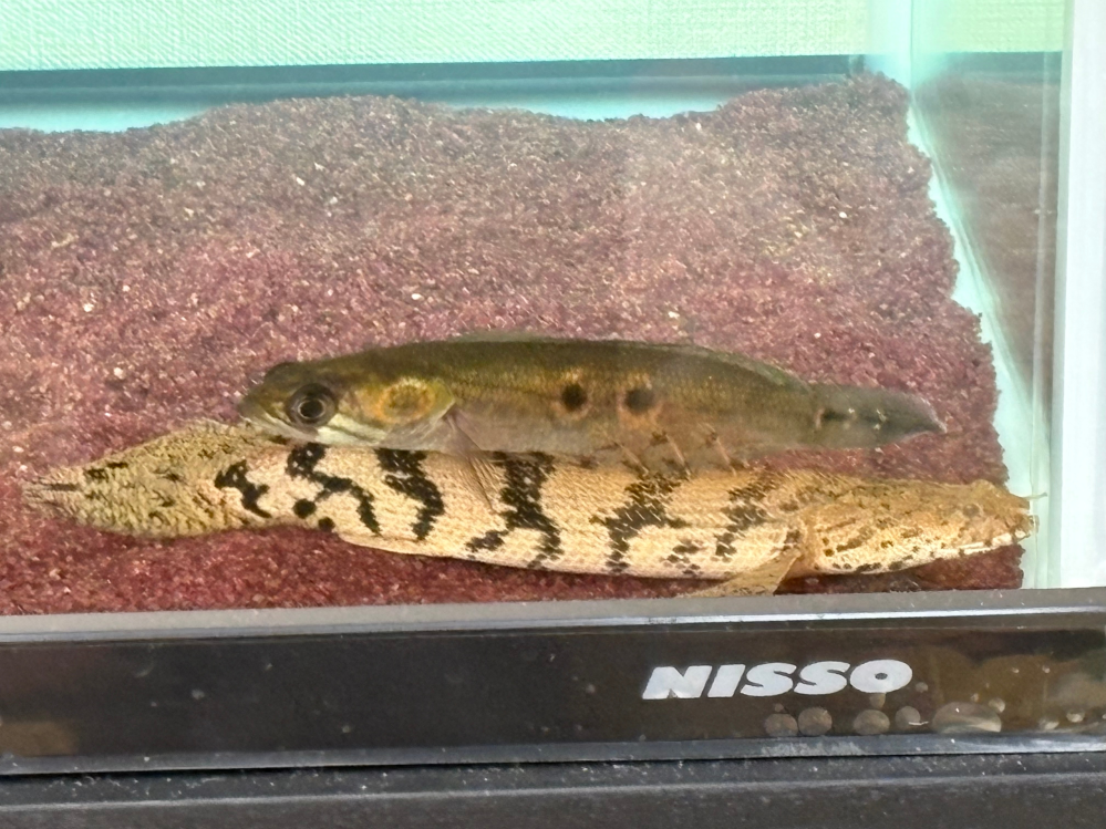 90cm水槽にフラワートーマン2匹を飼育しています。両方15cmくらい 