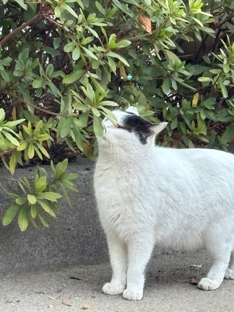 この猫は太っていますか？ 公園にいる猫です。ちなみにオスでボス猫です。