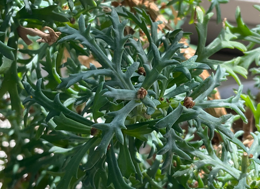 冬越ししたピンクマーガレットの蕾が茶色くてカリカリしています これは枯れてるんでしょうか？ 水は乾いたらたっぷり。 肥料はマグアンプを少々と、ハイポネックスを週一で 日当たりのいい室内で育てています。