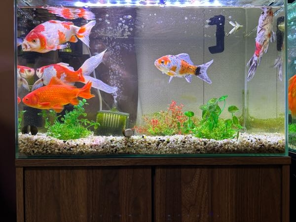 和金型の金魚水槽サイズ60cmに対して5匹は狭すぎるでしょうか？大きさ 