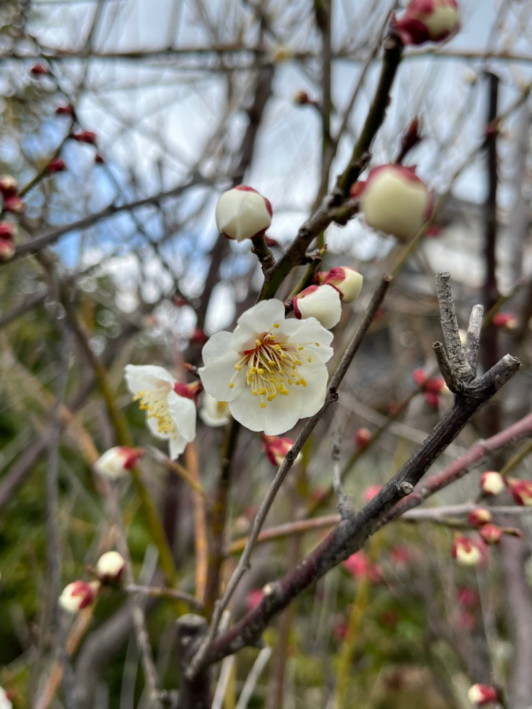 この画像の花は 梅、桜、桃のどれですか？