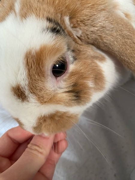 うさぎさん飼っている先輩方に質問です！ 今気づいたら目の周りが赤くなっている様に見えるのですがこれは結膜炎なのでしょうか？ 今すぐ病院に行くべきですか？