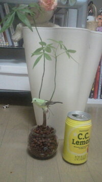 パキラの幹の太さについて 3 4年ほど前からパキラを育てていますが 細い Yahoo 知恵袋