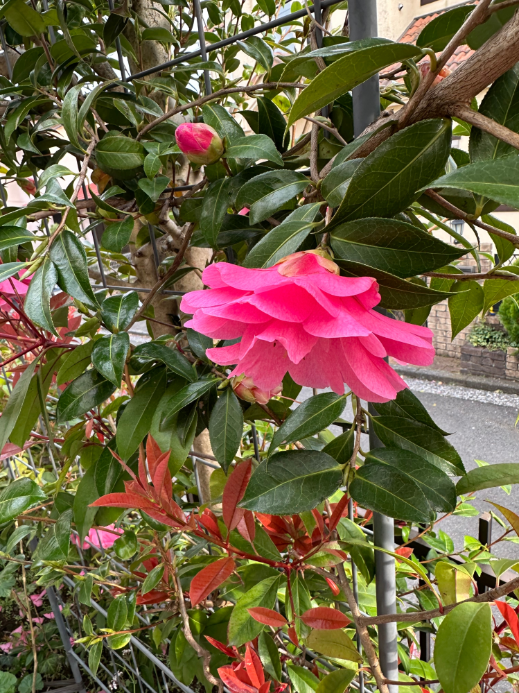 耶悉茗』は、何て読みますか？植物の名前かと思うのですが、ご 