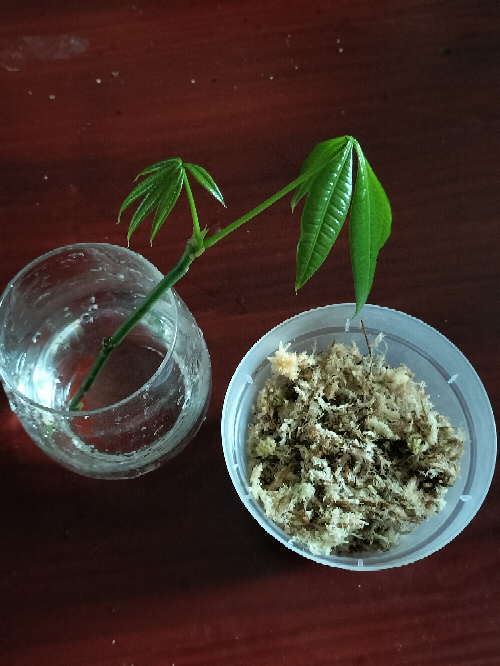 パキラ増やし方水苔剪定パキラを少しはやいのですが、剪定しました