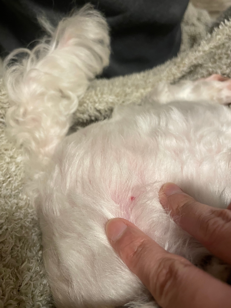 室内犬のお尻の方に小さな赤いニキビのようなものが一つありました。 痛みや痒みがあるような仕草はしないのですが、、、。 虫刺されでしょうか