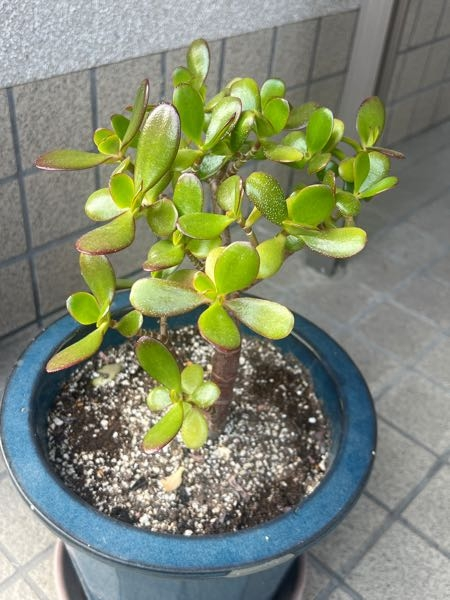 小さい状態から育てた金のなる木なのですが、大きくなってきたので
