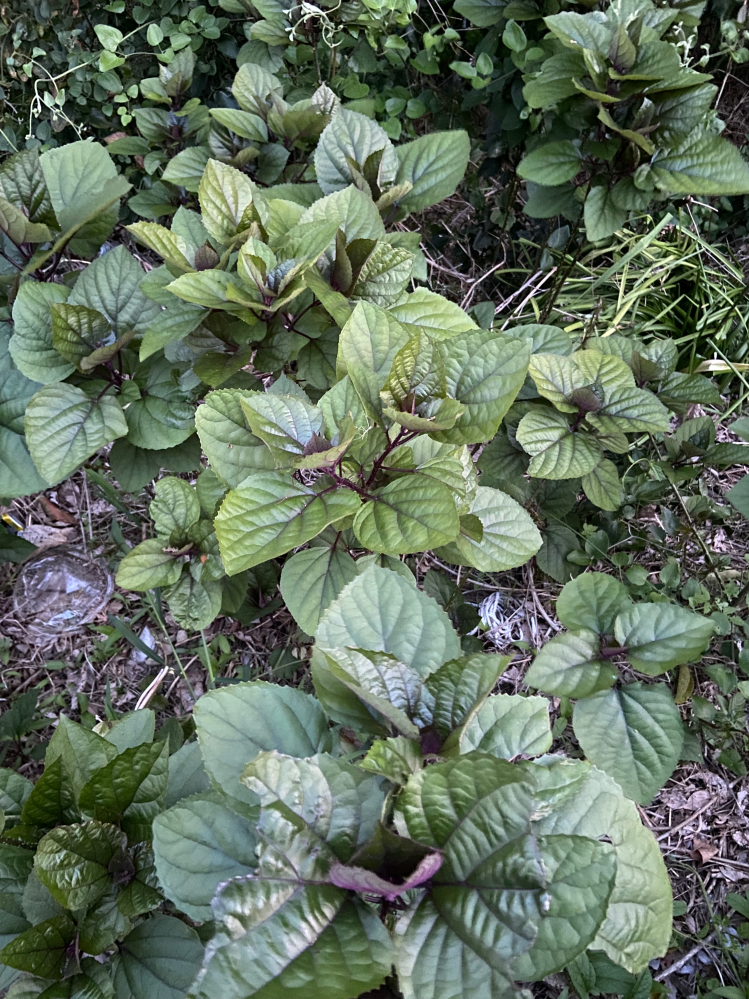 裸地と荒原の違いは何ですか？裸地は何も生育できないが、荒原は地衣... - Yahoo!知恵袋