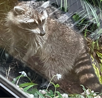 家の庭にアライグマが出ました。
保健所に電話するべきですか？
確認ですが画像のものはタヌキではなくアライグマですよね？ 